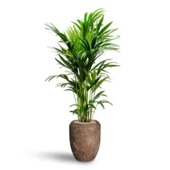 Polystone Coated Plain Coppa Planter - Rock -PlantVibe Shop Howea Kentia Palm Hydroculture 27 26 x 150cm Polystone Coated Plain Coppa Planter Rock 45 x 55cm 3b7727a8 efb7 4554 a701 ad90959de36f