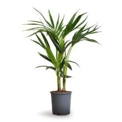 Howea Forsteriana - Kentia Palm 22 Howea Forsteriana - Kentia Palm -PlantVibe Shop Howea forsteriana Kentia Palm 17x70cm