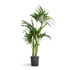Howea Forsteriana - Kentia Palm 25 Howea Forsteriana - Kentia Palm -PlantVibe Shop Howea forsteriana Kentia Palm 21x100cm