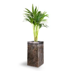 Howea Forsteriana - Kentia Palm 23 Howea Forsteriana - Kentia Palm -PlantVibe Shop Howea forsteriana Kentia Palm 21x100cm Luxe Lite Layer Square Planter Bronze 27x27x50cm 1 932ca657 2631 4f07 a10f 66b9f355ce06