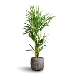 Howea Forsteriana - Kentia Palm 27 Howea Forsteriana - Kentia Palm -PlantVibe Shop Howea forsteriana Kentia Palm 24x130cm Feico Plant Pot Metal Black 30x26cm 6f6c0580 98b6 42cc af70 361761182d90