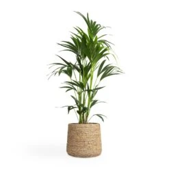 Howea Forsteriana - Kentia Palm 37 Howea Forsteriana - Kentia Palm -PlantVibe Shop Howea forsteriana Kentia Palm 24x130cm Patt Plant Pot Straw Grass 35x30cm