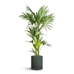 Howea Forsteriana - Kentia Palm 24 Howea Forsteriana - Kentia Palm -PlantVibe Shop Howea forsteriana Kentia Palm 24x140cm Max Refined Planter Pine Green 29x29.5cm