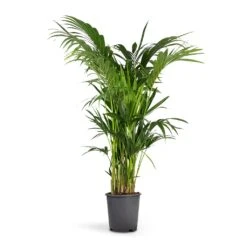 Howea Forsteriana - Kentia Palm 28 Howea Forsteriana - Kentia Palm -PlantVibe Shop Howea forsteriana Kentia Palm 27x150cm