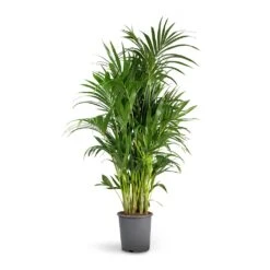 Howea Forsteriana - Kentia Palm 33 Howea Forsteriana - Kentia Palm -PlantVibe Shop Howea forsteriana Kentia Palm 27x150cm b308ec08 0cce 4f4f acf8 35138eebfc3a