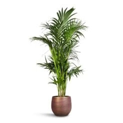 Howea Forsteriana - Kentia Palm 29 Howea Forsteriana - Kentia Palm -PlantVibe Shop Howea forsteriana Kentia Palm 27x160cm Lydia Plant Pot Shiny Purple 36x32cm