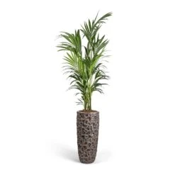 Howea Forsteriana - Kentia Palm 32 Howea Forsteriana - Kentia Palm -PlantVibe Shop Howea forsteriana Kentia Palm 27x170cm Luxe Lite Moon Partner Planter Bronze 33x70cm b1b4042f b127 474f 9c4a e719658d9173