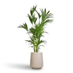 Raindrop Tube High Round Planter - Stone -PlantVibe Shop Howea forsteriana Kentia Palm 27x170cm Raindrop Tube High Round Planter Stone 37x42cm