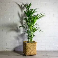 Howea Forsteriana - Kentia Palm 38 Howea Forsteriana - Kentia Palm -PlantVibe Shop Howea forsteriana Kentia Palm Kobe Bamboo Planter