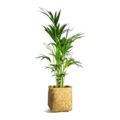 Howea Forsteriana - Kentia Palm 39 Howea Forsteriana - Kentia Palm -PlantVibe Shop Howea forsteriana Kentia Palm Kobe Bamboo Planter plant pot