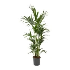 Howea Forsteriana - Kentia Palm 26 Howea Forsteriana - Kentia Palm -PlantVibe Shop Howea forsteriana Kentia Palm Large