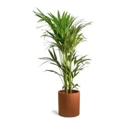 Max Refined Planter - Canyon Orange 14 Max Refined Planter - Canyon Orange -PlantVibe Shop Howea forsteriana Kentia Palm Max Refined Planter Canyon Orange 9de8b94b 8e23 44f1 aa6f 0d16a28e7f8a