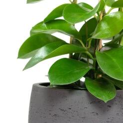 Mini Valerie Plant Pot - Black Washed 20 Mini Valerie Plant Pot - Black Washed -PlantVibe Shop Hoya australis Common Wax Flower Column Mini Valerie Plant Pot Black Washed Close Up
