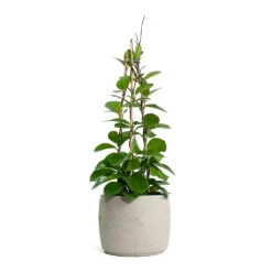Mini Valerie Plant Pot - Grey Washed 17 Mini Valerie Plant Pot - Grey Washed -PlantVibe Shop Hoya australis Common Wax Flower Column Mini Valerie Plant Pot Grey Washed