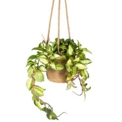 Hoya Carnosa Tricolor - Wax Plant -PlantVibe Shop Hoya carnosa Tricolor Wax Plant 12x20cm Igmar Hanging Plant Basket Natural 17x14cm