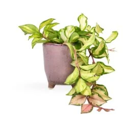 Hoya Carnosa Tricolor - Wax Plant -PlantVibe Shop Hoya carnosa Tricolor Wax Plant 12x20cm Kaat Plant Pot Old Pink 13x14cm