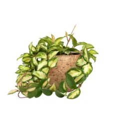 Hoya Carnosa Tricolor - Wax Plant -PlantVibe Shop Hoya carnosa Tricolor Wax Plant 12x20cm Karlijn Plant Pot Camel 18x16cm