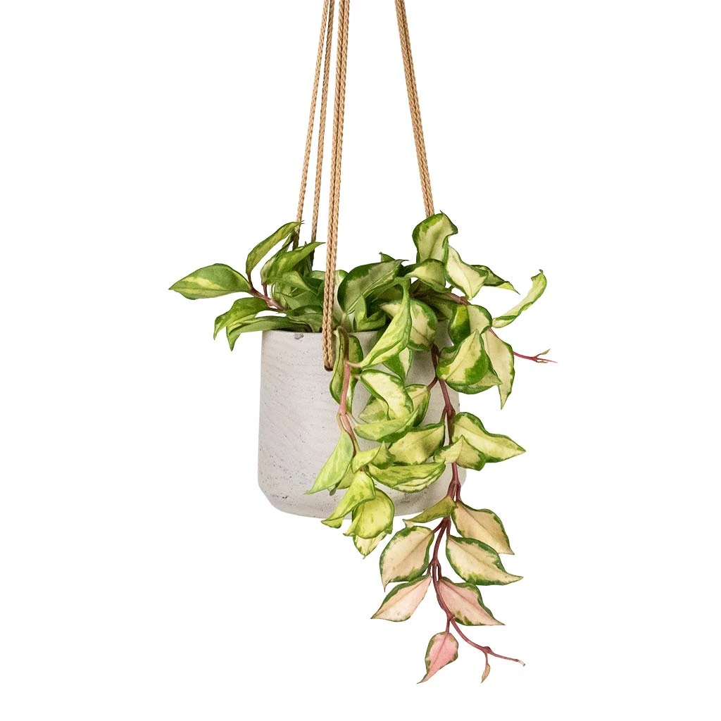 Patt Hanging Plant Pot - Grey Washed 4 Patt Hanging Plant Pot - Grey Washed - Image 4