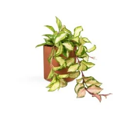 Puk Refined Planter - Canyon Orange -PlantVibe Shop Hoya carnosa Tricolor Wax Plant 12x20cm Puk Refined Planter Canyon Orange 15x15cm 03b68b8f f36b 4315 af6c 9c7784909c26