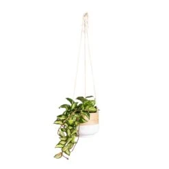 Hoya Carnosa Tricolor - Wax Plant -PlantVibe Shop Hoya carnosa Tricolor Wax Plant 14x25cm Bamboo Hanging Plant Pot White 16x16cm