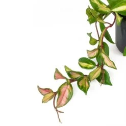 Front Page -PlantVibe Shop Hoya carnosa Tricolor Wax Plant Leaves