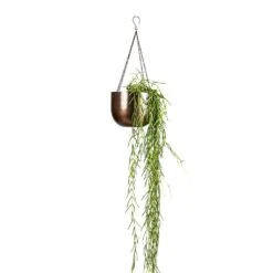 Hoya Linearis - Linear Porcelain Plant -PlantVibe Shop Hoya linearis Linear Porcelain Plant 14x40cm Mayfair Hanging Plant Pot Mocha 21x16cm