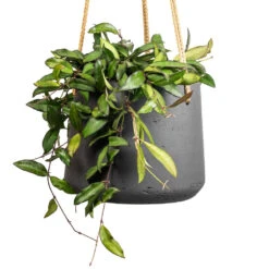 Patt Hanging Plant Pot - Black Washed 21 Patt Hanging Plant Pot - Black Washed -PlantVibe Shop Hoya rosita Tropical Wax Plant 14x20cm Patt Hanging Plant Pot Black Washed 20x17cm 2 3eda383f 9f22 4ad1 8f1c 7322bdff5e92