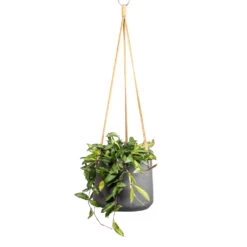 Patt Hanging Plant Pot - Black Washed 25 Patt Hanging Plant Pot - Black Washed -PlantVibe Shop Hoya rosita Tropical Wax Plant 14x20cm Patt Hanging Plant Pot Black Washed 20x17cm 795cbdc2 8bb8 41c7 b8ba d7371f89edc9