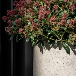 Jumbo Charlie Planter - Stone Washed -PlantVibe Shop Jumbo Charlie Planter Stone Washed Close Up