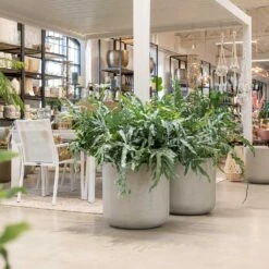 Jumbo Charlie Planter - Stone Washed -PlantVibe Shop Jumbo Charlie Planter Stone Washed Indoors