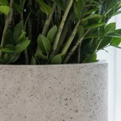 Jumbo Charlie Planter - Stone Washed -PlantVibe Shop Jumbo Charlie Planter Stone Washed Office Planter Close Up