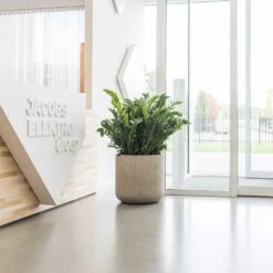 Jumbo Charlie Planter - Stone Washed -PlantVibe Shop Jumbo Charlie Planter Stone Washed Office Reception Planter