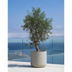 Jumbo Charlie Planter - Stone Washed -PlantVibe Shop Jumbo Charlie Planter Stone Washed Olive Tree