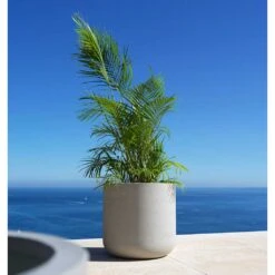 Jumbo Charlie Planter - Stone Washed -PlantVibe Shop Jumbo Charlie Planter Stone Washed Palm Tree