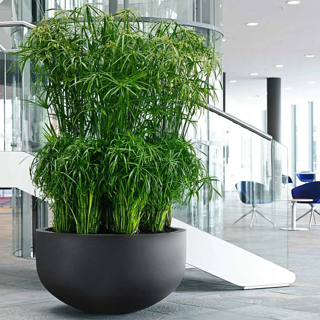Jumbo City Bowl Natural Planter - Black 2 Jumbo City Bowl Natural Planter - Black - Image 2