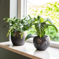 Kae Plant Pot - Mocha -PlantVibe Shop Kae Plant Pots Mocha Houseplants