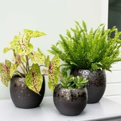 Kae Plant Pot - Mocha -PlantVibe Shop Kae Plant Pots Mocha Indoor Plants