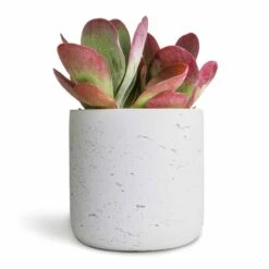 Kalanchoe Thyrsiflora - Paddle Plant -PlantVibe Shop Kalanchoe thyrsiflora Paddle Plant 12x25cm Charlie Plant Pot White Washed 15x15cm