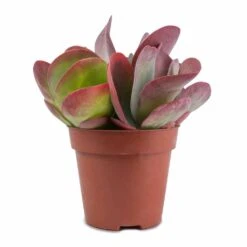 Kalanchoe Thyrsiflora - Paddle Plant -PlantVibe Shop Kalanchoe thyrsiflora Paddle Plant