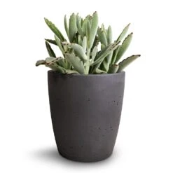 Gerben Plant Pot - Black Washed 15 Gerben Plant Pot - Black Washed -PlantVibe Shop Kalanchoe tomentosa Panda Plant 12x25cm Gerben Plant Pot Black Washed 15x16cm 3fedd242 a13e 4e84 ab9e 1630182540ce