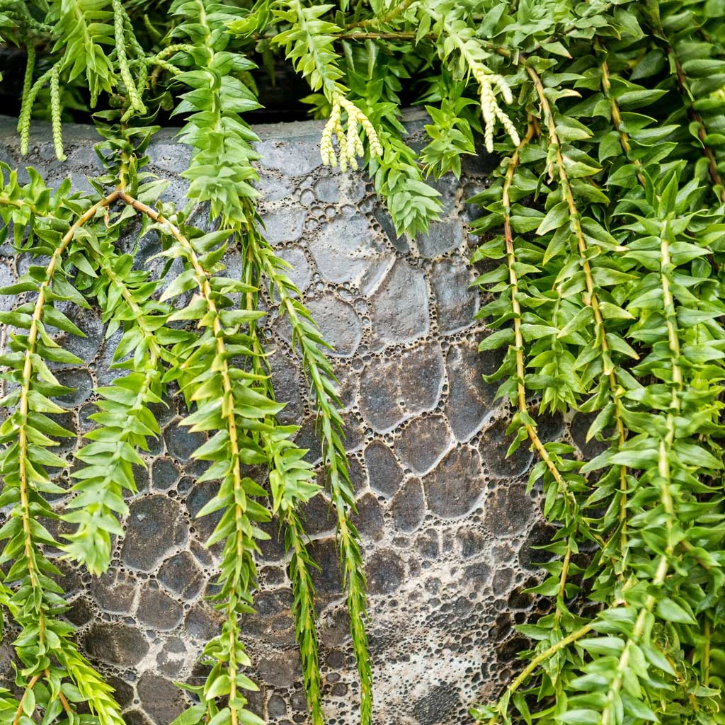 Lava Balloon Relic Planter - Black 2 Lava Balloon Relic Planter - Black - Image 2