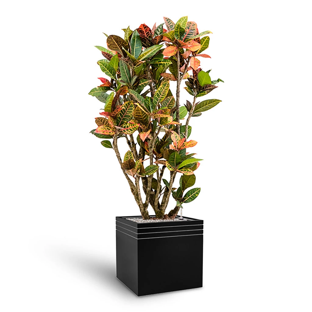 Line-Up Cube Planter - Matt Black 3 Line-Up Cube Planter - Matt Black - Image 3