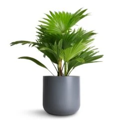 Livistona Rotundifolia - Footstool Palm -PlantVibe Shop Livistona rotundifolia Footstool Palm 14x60cm Lisbon Plant Pot Charcoal 19x19cm