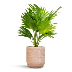 Livistona Rotundifolia - Footstool Palm -PlantVibe Shop Livistona rotundifolia Footstool Palm 14x60cm Ocean Glaze Plant Pot Morganite 18x18cm 24168e43 d1a0 4b92 8786 b8367b201aa3