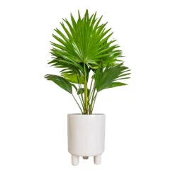 Livistona Rotundifolia - Footstool Palm -PlantVibe Shop Livistona rotundifolia Footstool Palm 14x60cm Pisa Plant Pot White 16x19cm 1c2b47e5 e452 46ac b47e a8f99967a876
