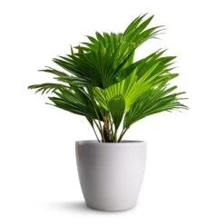 Livistona Rotundifolia - Footstool Palm -PlantVibe Shop Livistona rotundifolia Footstool Palm 14x60cm Sven Plant Pot White 18x16cm