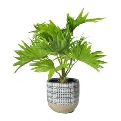 Livistona Rotundifolia - Footstool Palm -PlantVibe Shop Livistona rotundifolia Footstool Palm Elin Plant Pot Denim cb46ec16 1b80 4edb 960d 506de5c9c94f