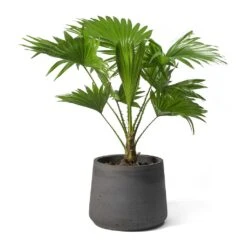 Livistona Rotundifolia - Footstool Palm -PlantVibe Shop Livistona rotundifolia Footstool Palm Patt Plant Pot