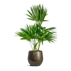 Livistona Rotundifolia - Footstool Palm -PlantVibe Shop Livistona rotundifolia Footstool Palm Ryan Plant Pot Shiny Gold