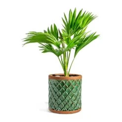 Livistona Rotundifolia - Footstool Palm -PlantVibe Shop Livistona rotundifolia Footstool Palm liam turquoise plant pot